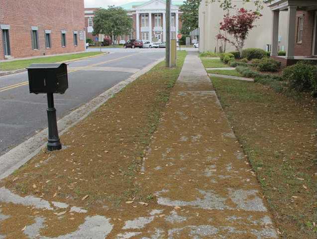 pollen found on ground in air coastal courier