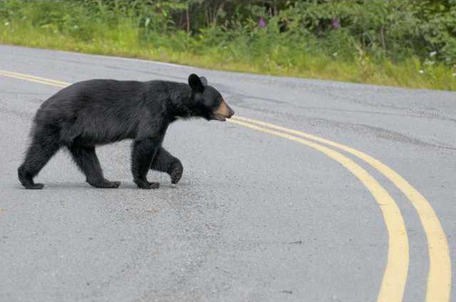 Black Bear Crossing Street