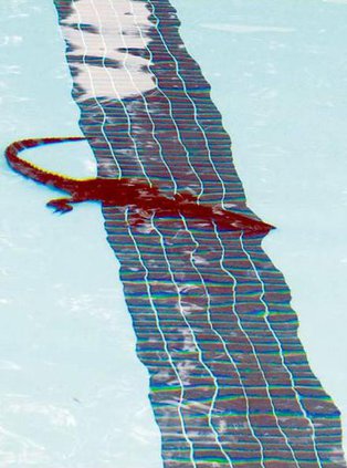 GatorPool2