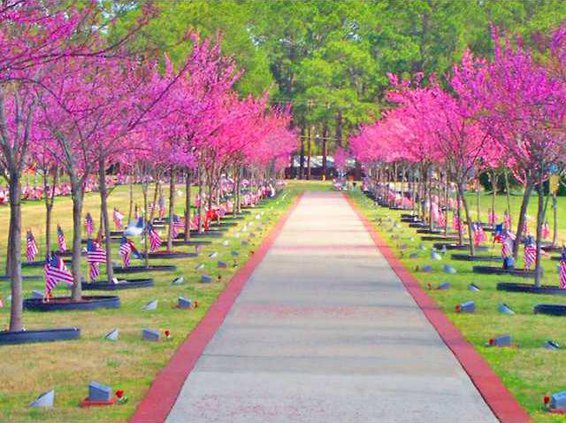 Warriors Walk in bloom2
