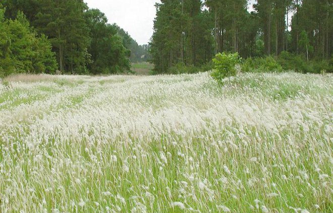 cognograss1