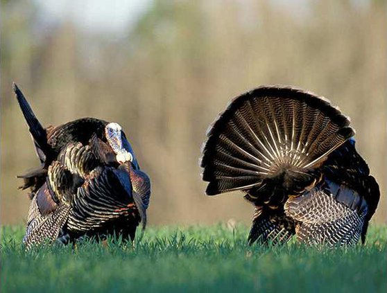 turkeys