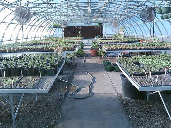 0316 greenhouse sale