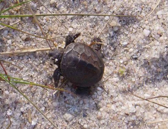 0520 diamondback terrapin