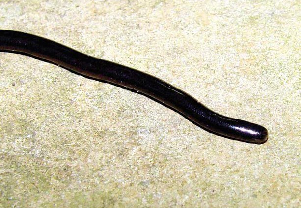 Brahminy blind snake