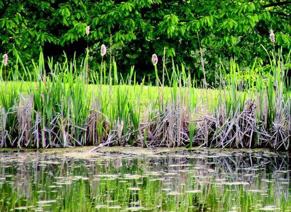 Generic pond