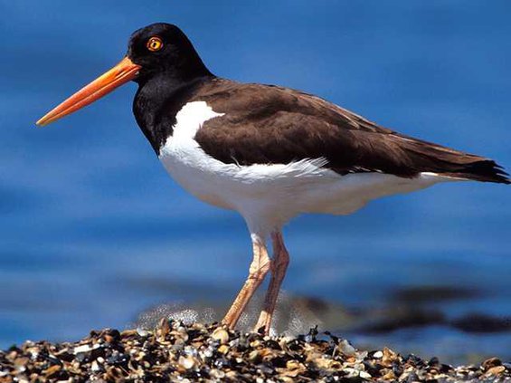 OysterCatcher