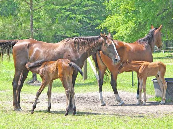 WEB mares feeding young colts