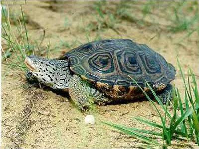 0621 diamondback terrapin