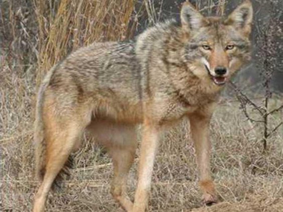Coyote