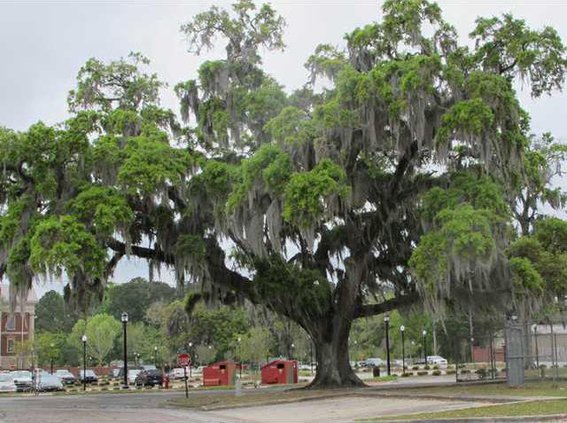 Georgias state tree the live oak tree produces truckloads of pollen every spring 