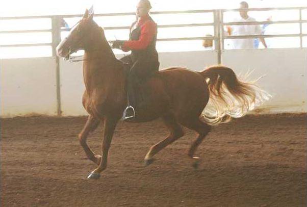 Katie Martin riding Jacque Rules