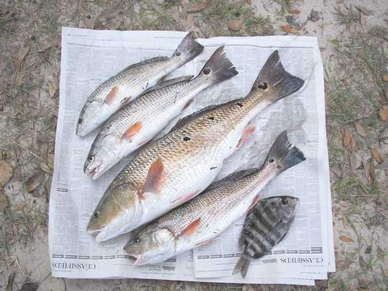 Tightline1 