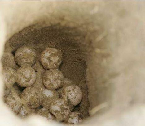 View of loggerhead sea turtle eggs being relocated into a new nesting cavity