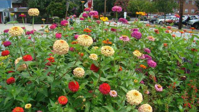 Zinnias