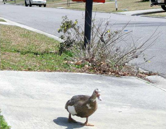 duck on Falcon Dr Piercefield