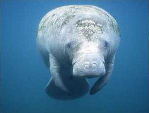 manatee
