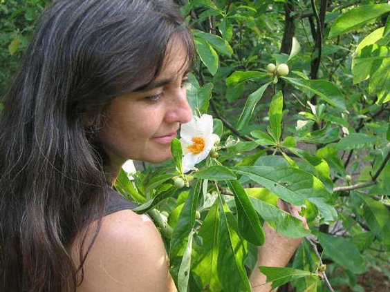 on nature franklin tree