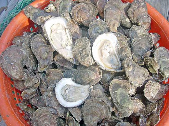 oysters