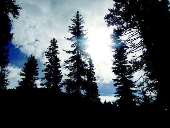 pine forest