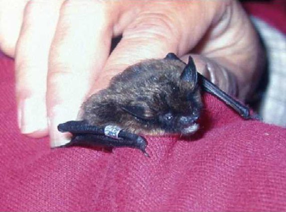 small footed bat crop