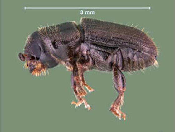southern pine beetle