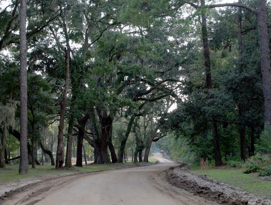 tree-lined road