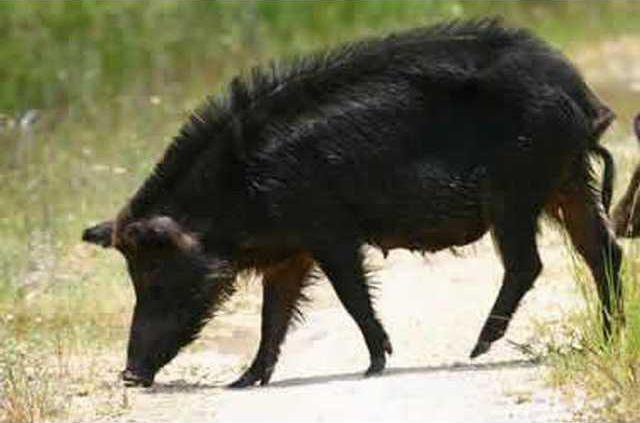 0128 wild hog1