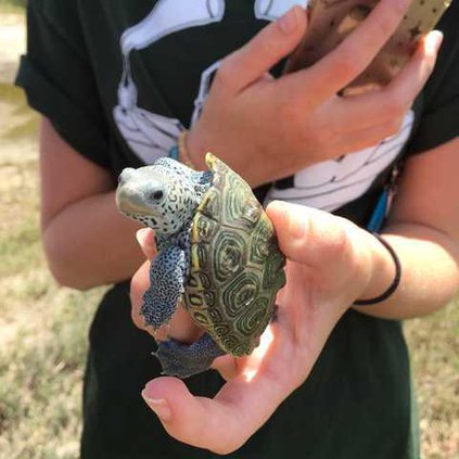 Photo - Diamondback Terrapin 