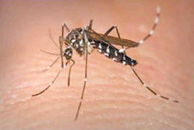 asian tiger mosquito2