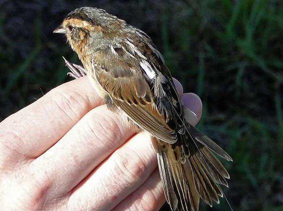saltmarsh sparrow
