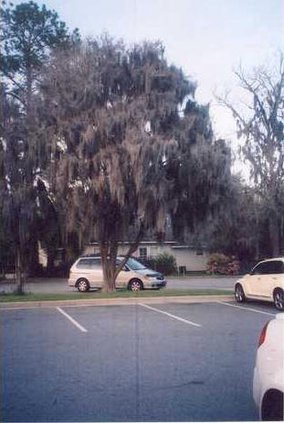 Myrtleweb