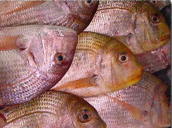 bream