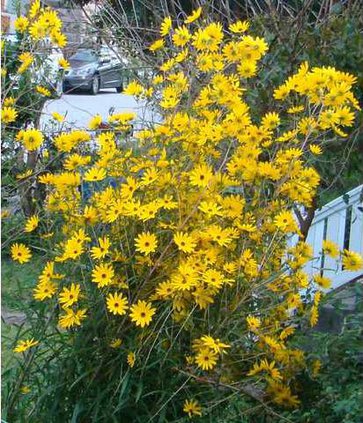 swamp sunflower