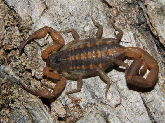 Striped scorpion common to south Georgia