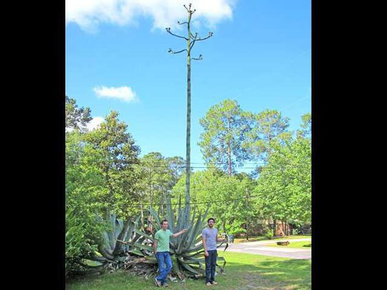 Zach Mudd and Albert Tart stand next to blossoming century plant