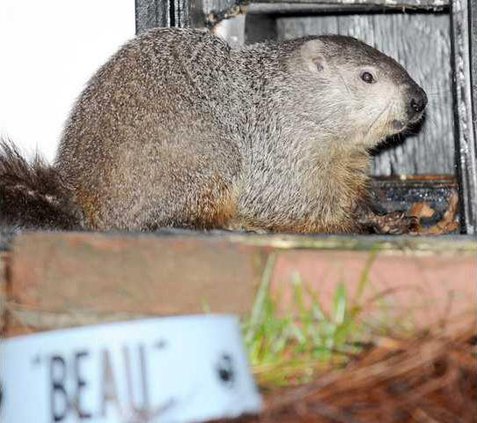 georgia groundhog