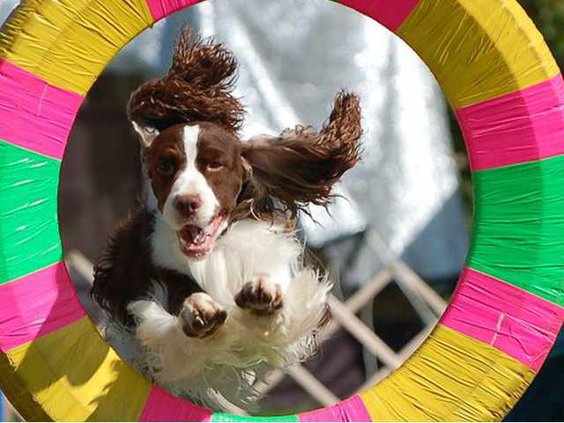 Agility dog