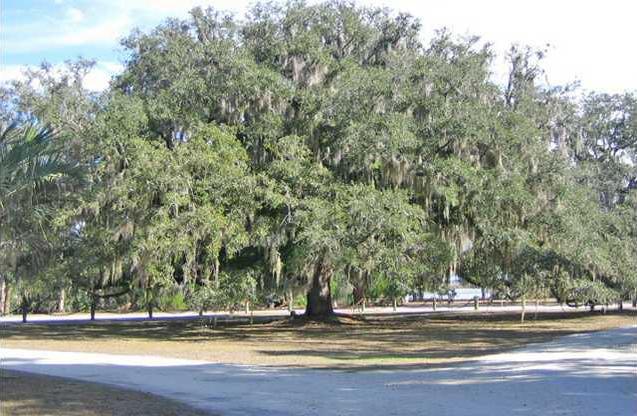 RHgardenclub-Majetstic Live Oak