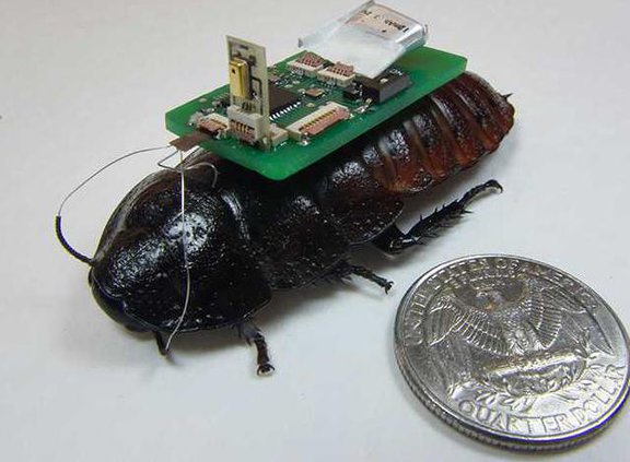 cyborg cockroach