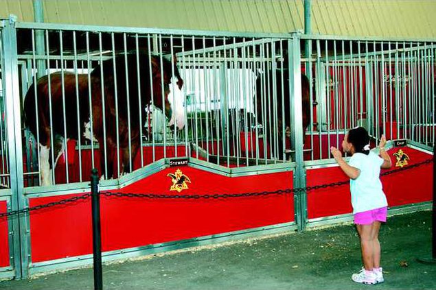 clydesdales standalone