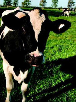 cow