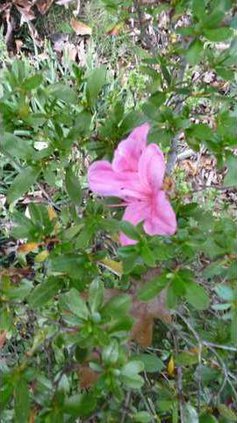 FrancisBondFlower
