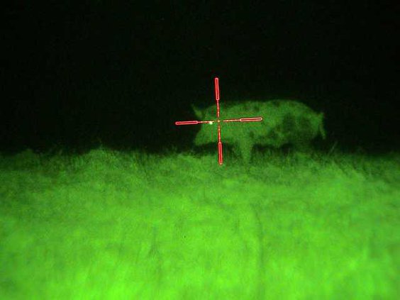 Night vision scope with boar in cross-hairs