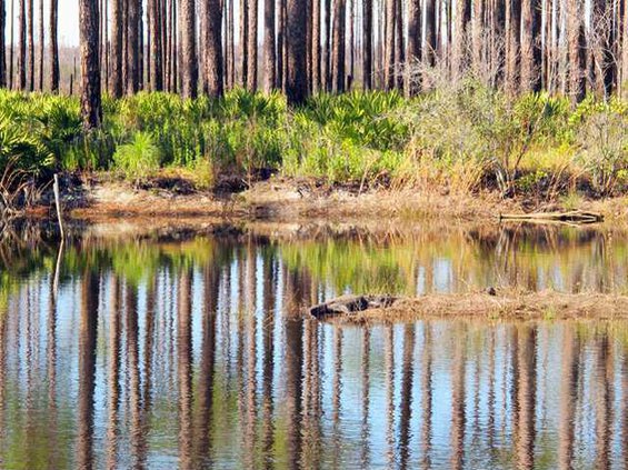 Okefenokee National Wildlife Refuge