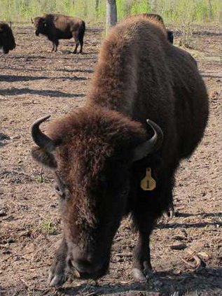 WEB Buffalo ranch 2