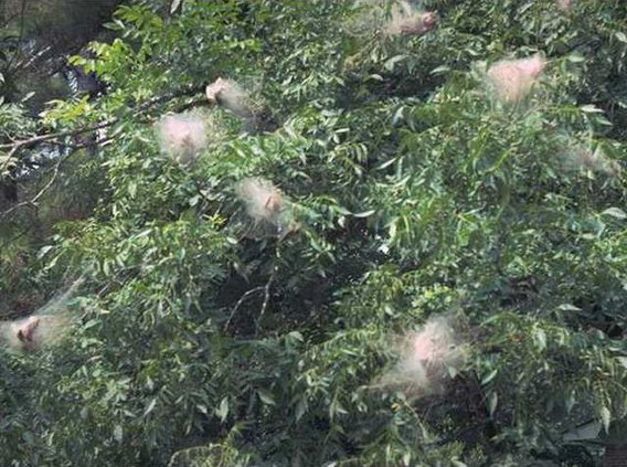fall webworm