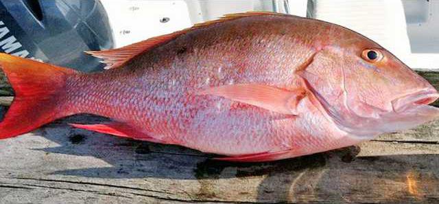 red snapper - photo by Dave Hickson NOAA
