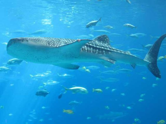 Aquarium