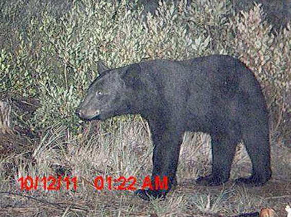 Bear3